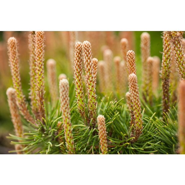 BOR MUGO PUMILIO L3 L