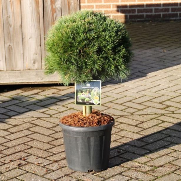 BOR NANO NA STEBLU L30 V90