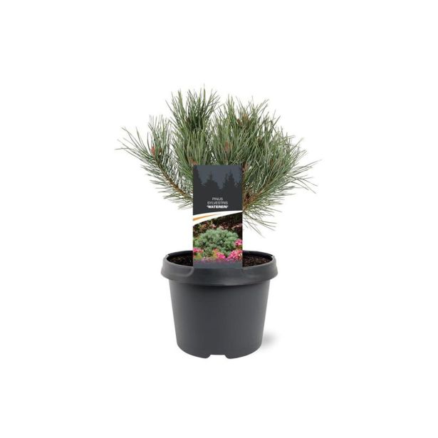 BOR RDEČI (PINUS SYLVESTRIS WATERERI) L19 CM