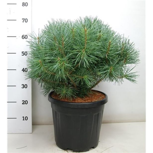 BOR RDEČI REPENS L38