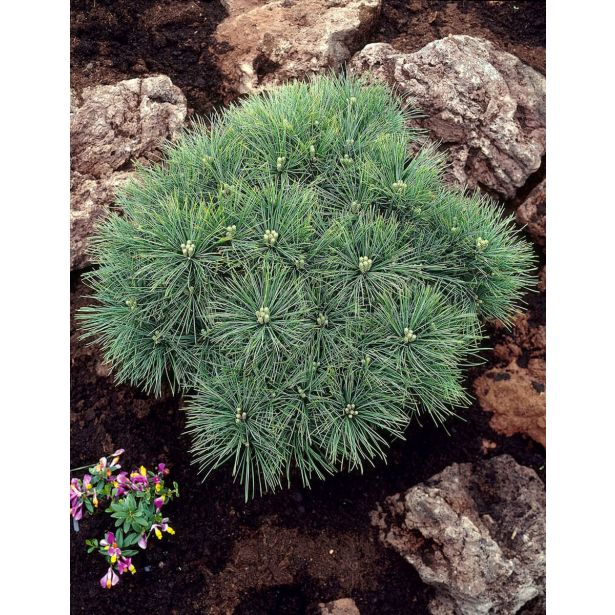 BOR STROBUS MINIMA L19 CM L3 L