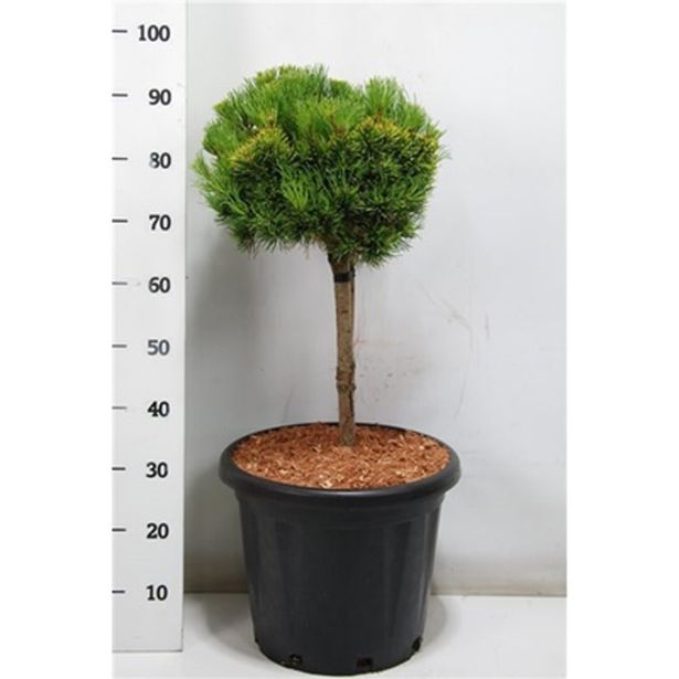 BOR WINTER GOLD NA STEBLU L38