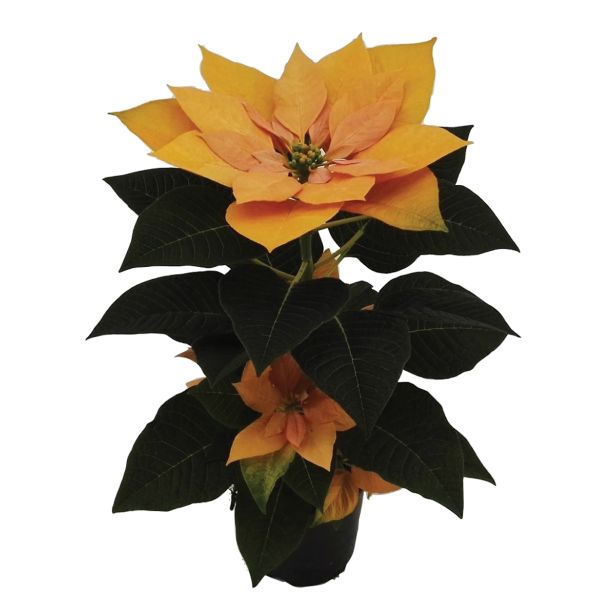 BOŽIČNA ZVEZDA EUPHORBIA PULCHERIMA HOVARIA GOLD STAR L15