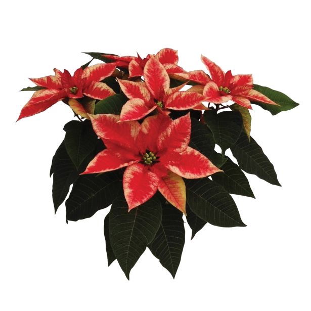 BOŽIČNA ZVEZDA EUPHORBIA PULCHERIMA HOVARIA SUPER NOVA L15