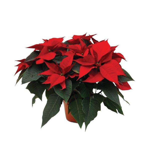 BOŽIČNA ZVEZDA EUPHORBIA PULCHERIMA RDEČA L22