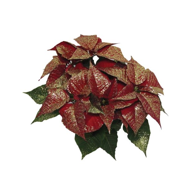 BOŽIČNA ZVEZDA EUPHORBIA PULCHERIMA Z ZLATIMI BLEŠČICAMI L14