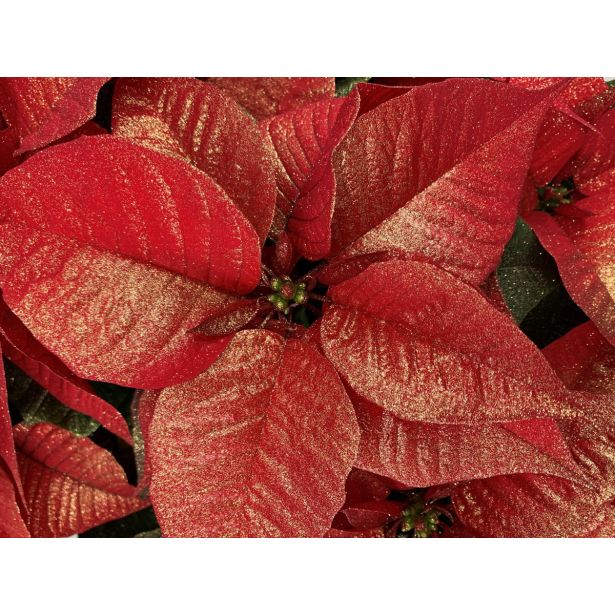 BOŽIČNA ZVEZDA GOLD GLITTER L11