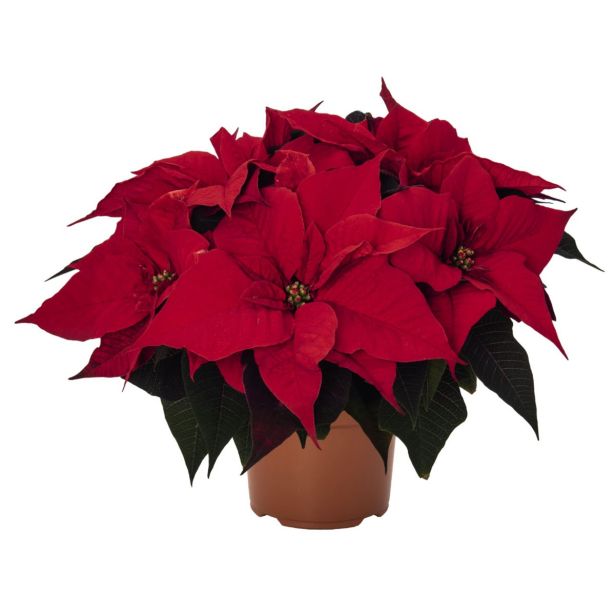 BOŽIČNA ZVEZDA L13