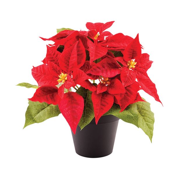 BOŽIČNA ZVEZDA BOŽIČNA ZVEZDA L13