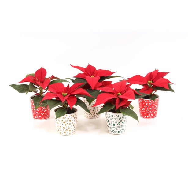 BOŽIČNA ZVEZDA BOŽIČNA ZVEZDA MINI RED V OKRASNEM LONČKU L6