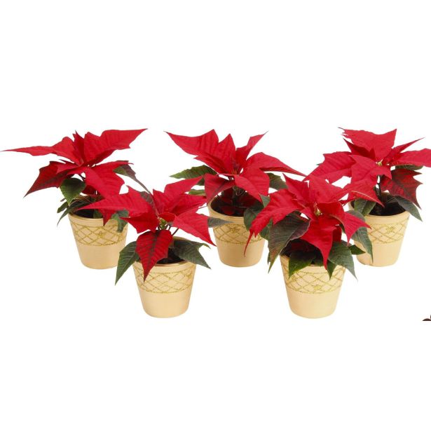 BOŽIČNA ZVEZDA MINI V OKRAS. LON. L6 CM