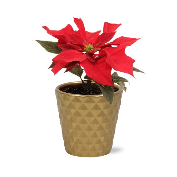 BOŽIČNA ZVEZDA MINI V OKRAS. LON. L6 CM