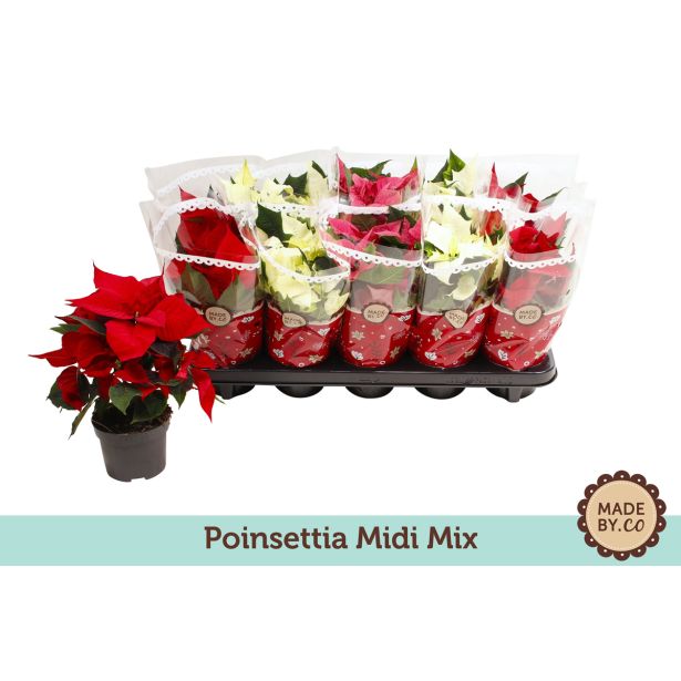 BOŽIČNA ZVEZDA MIX L11