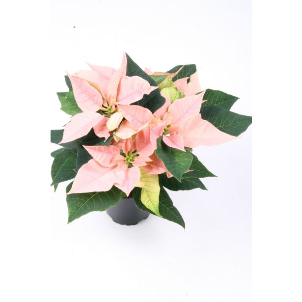 BOŽIČNA ZVEZDA MIX L11