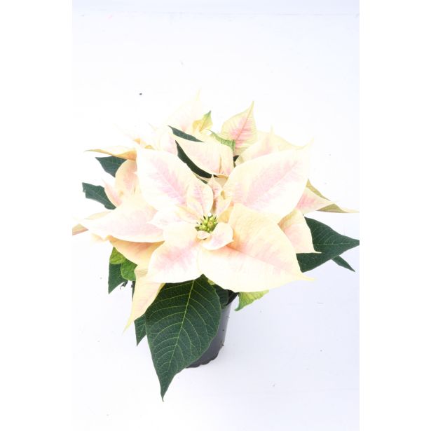 BOŽIČNA ZVEZDA MIX L11