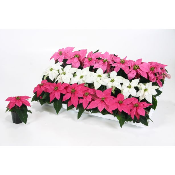 BOŽIČNA ZVEZDA BOŽIČNA ZVEZDA MIX L6