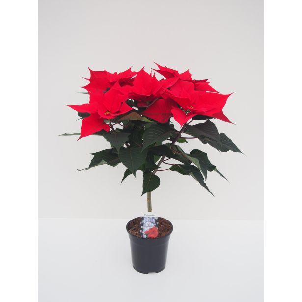 BOŽIČNA ZVEZDA NA STEBLU MIX L16