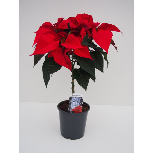 BOŽIČNA ZVEZDA NA STEBLU MIX L16