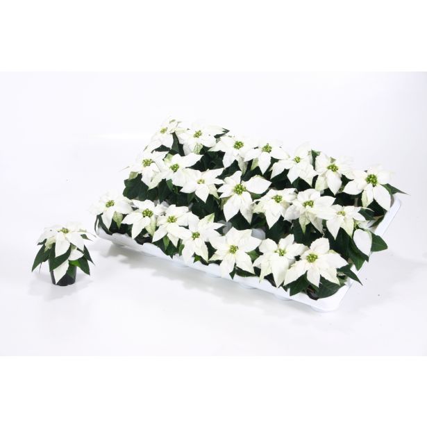 BOŽIČNA ZVEZDA BOŽIČNA ZVEZDA PERLA BELA L6