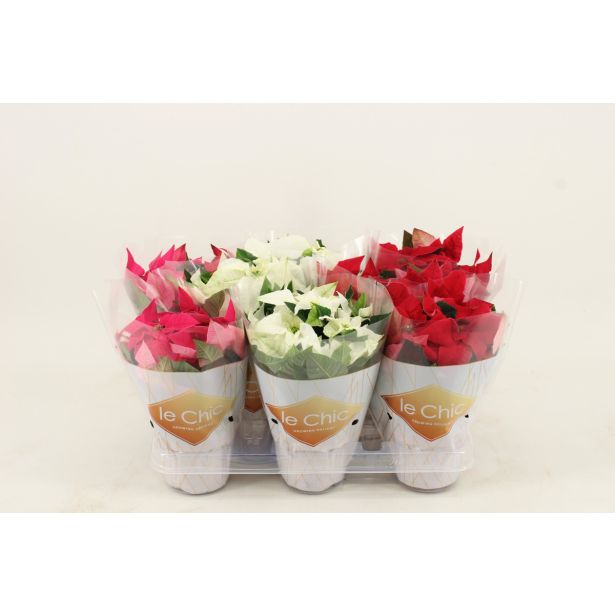 BOŽIČNA ZVEZDA PRINCETTIA MIX L11