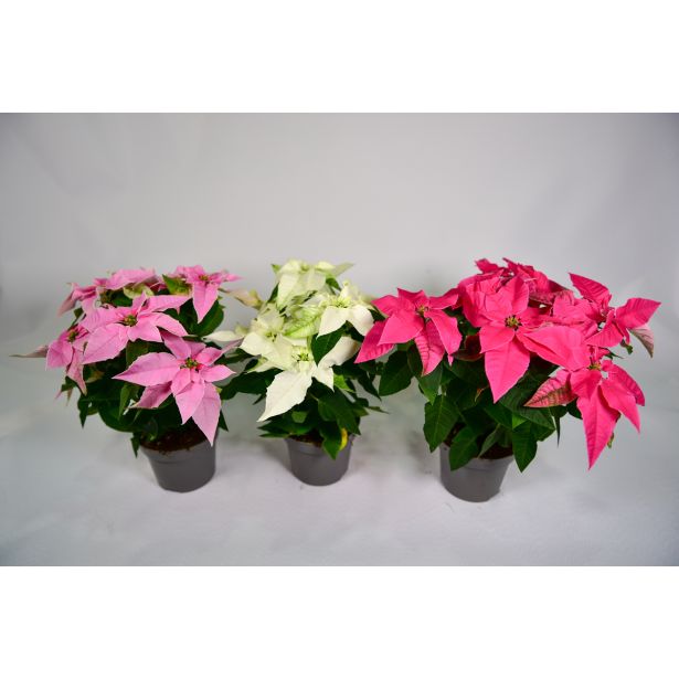 BOŽIČNA ZVEZDA PRINCETTIA MIX L11