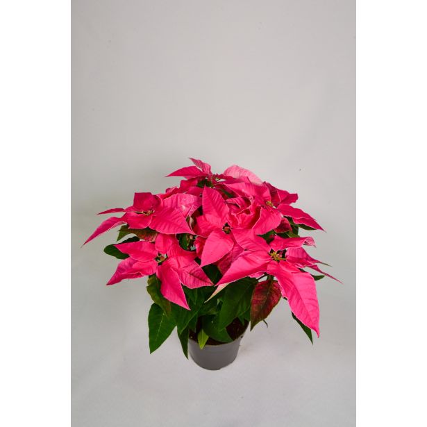 BOŽIČNA ZVEZDA PRINCETTIA MIX L11