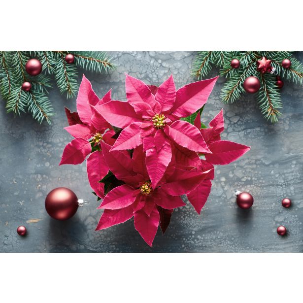 BOŽIČNA ZVEZDA PRINCETTIA MIX L11