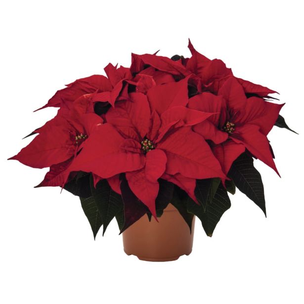 BOŽIČNA ZVEZDA SLOVENSKA L11