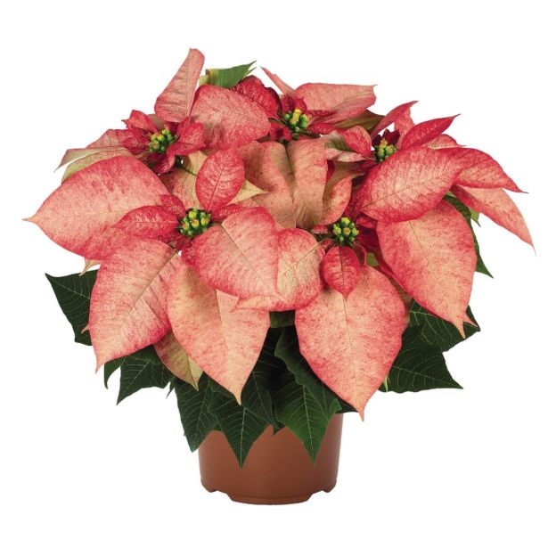 BOŽIČNA ZVEZDA SLOVENSKA L11