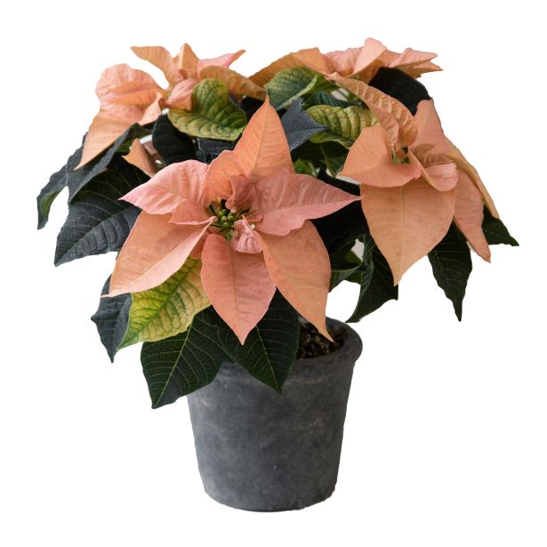 BOŽIČNA ZVEZDA VOLMARY POINSETTIA KENIA XL L13 CM