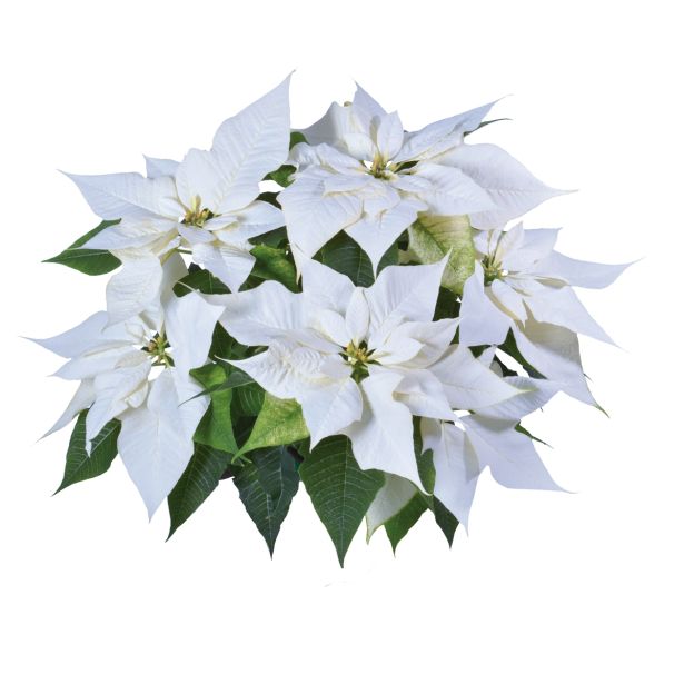 BOŽIČNA ZVEZDA VOLMARY POINSETTIA KENIA XL L13 CM