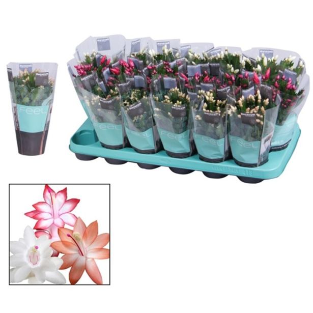 KAKTUS BOŽIČNI KAKTUS L9