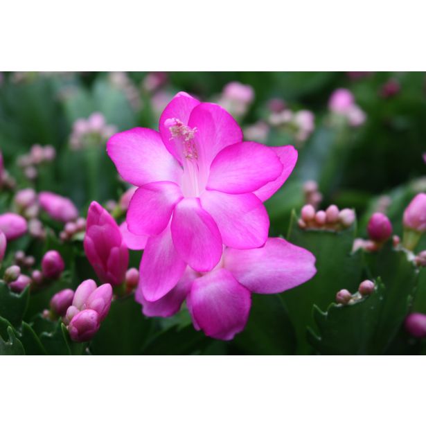 BOŽIČNI KAKTUS MIX L10.5