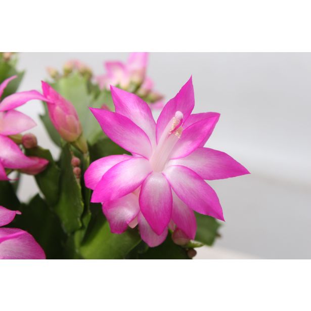 BOŽIČNI KAKTUS MIX L9