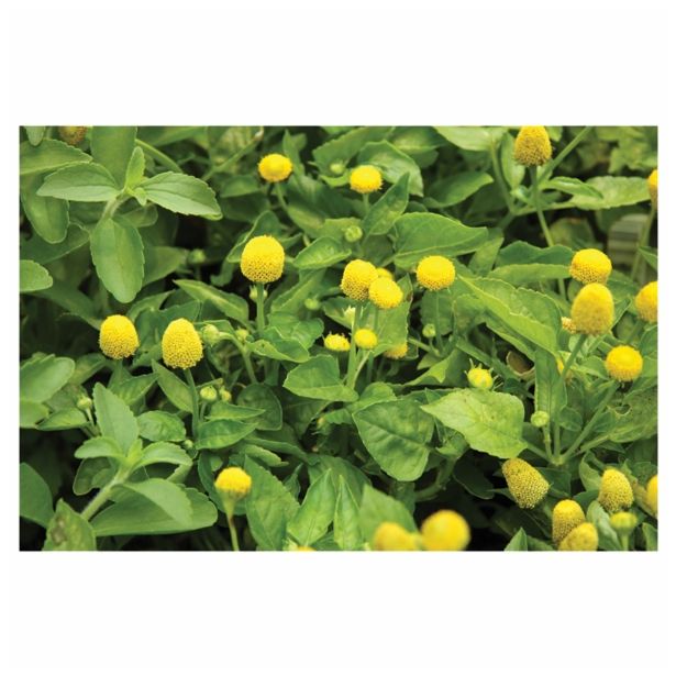 DIŠAVNICA VOLMARY BRAZILSKA KREŠA HOMER 12 CM