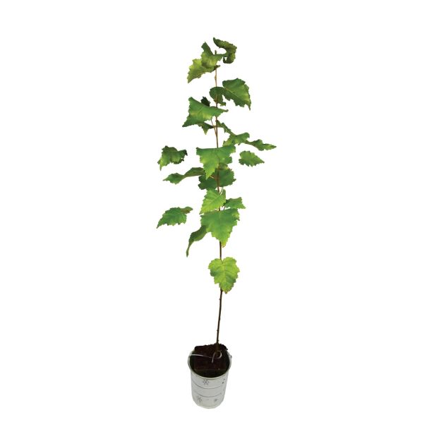 LISTAVEC BREZA BETULA PENDULA L13 50 CM
