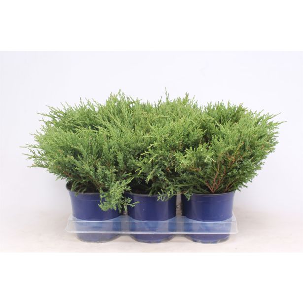 BRIN ANDORRA COMPACT L15