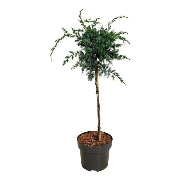 BRIN BLUE ALPS NA DEBLU 45 CM L23 CM