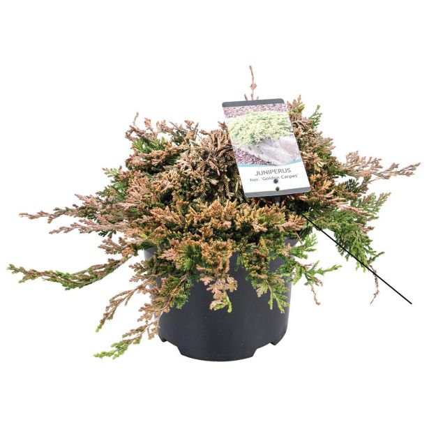 BRIN GOLDEN CARPET L19