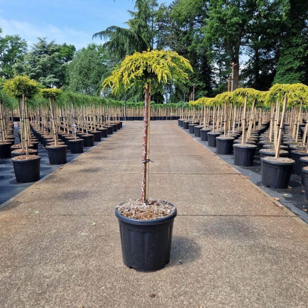 BRIN GOLDSCHATZ NA DEBLU L15 L