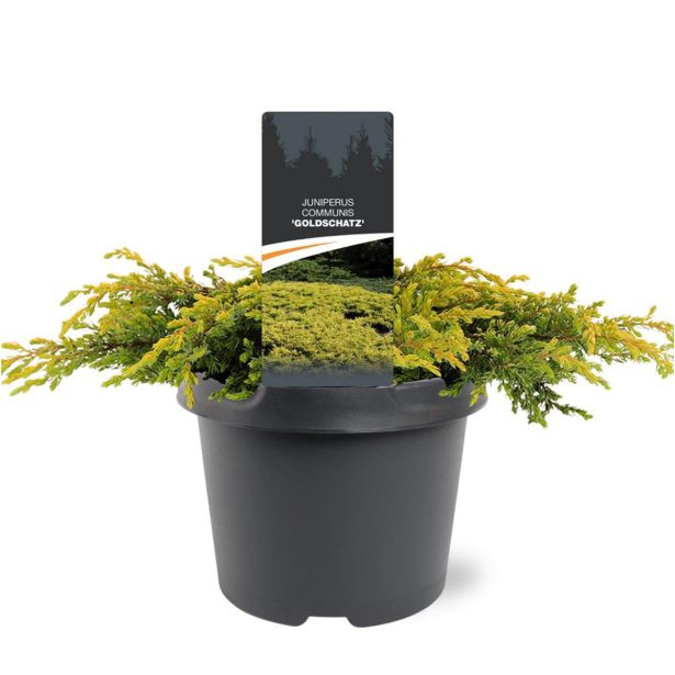 BRIN JUNIPERUS GOLDSCHATZ L19 CM