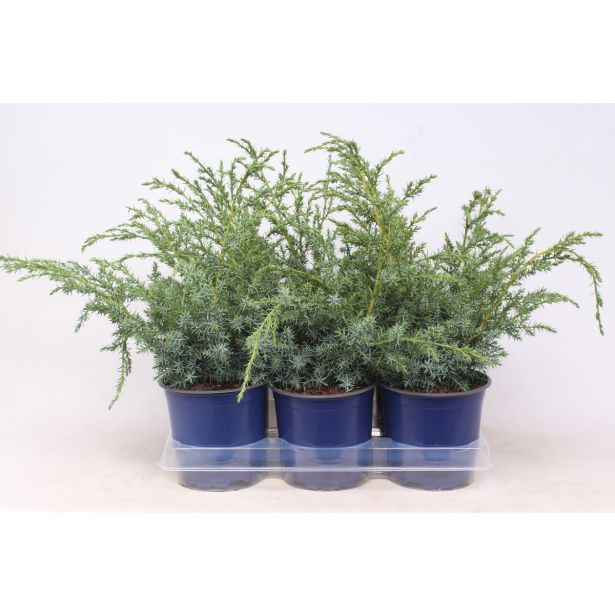 BRIN KITAJSKI BLUE ALPS L15