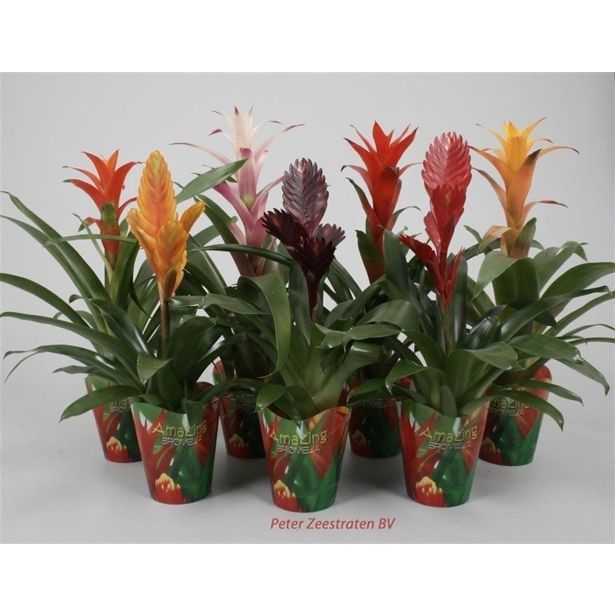 CVETOČA SOBNA RASTLINA BROMELIJA POTCOVER L7