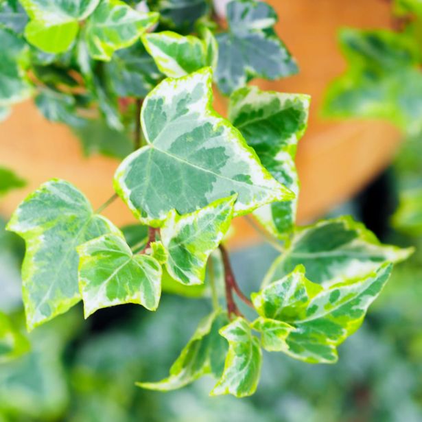 BRŠLJAN MINT KOLIBRI L13 CM