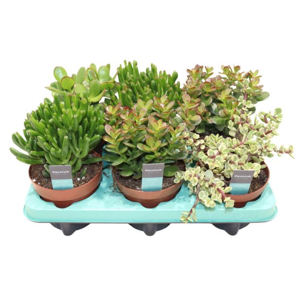 SUKULENT KRASULA MIX DECORUM L12 CM
