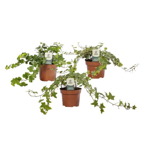 BRŠLJAN SOBNI MIX L13 CM