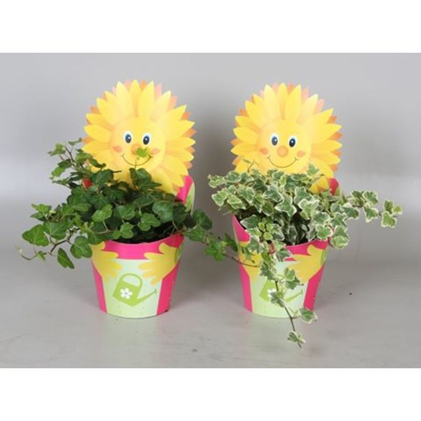 BRŠLJAN SONČEK V OKRASNEM LONCU L13