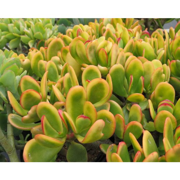 KRASULA SUNSET L12 CM