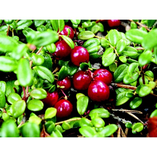 BRUSNICA AMERIŠKA L11