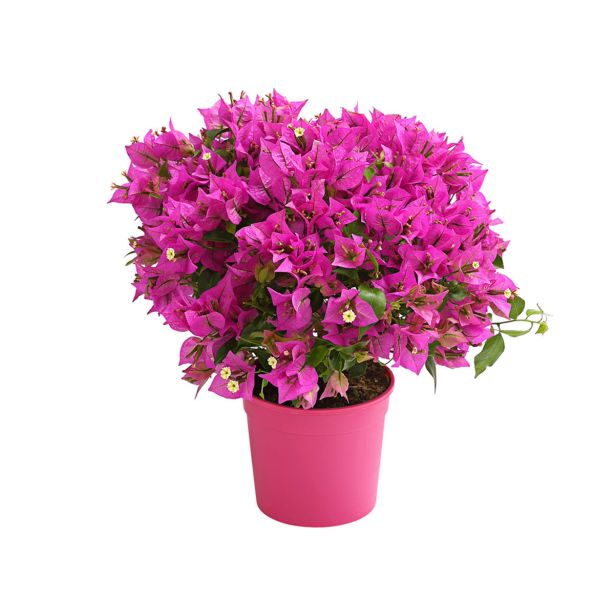 BUGENVILIJA L14 V GRMU